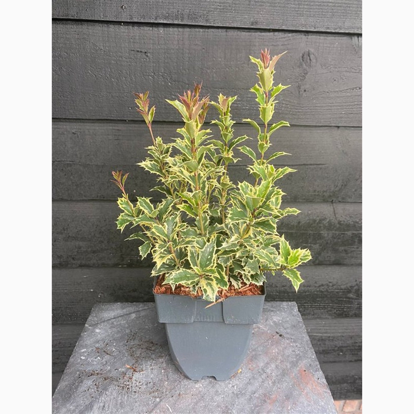 Osmanthus – Osmanthus heterophyllus 'Variegatus' - C2